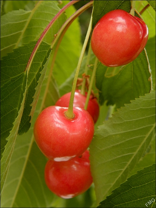 http://img110.xooimage.com/files/9/c/7/p6200283_pp_v-4d513fe.jpg