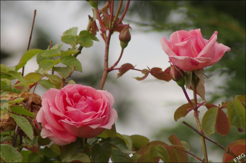 http://img110.xooimage.com/files/9/d/c/k5__0342_v-4ba7214.jpg