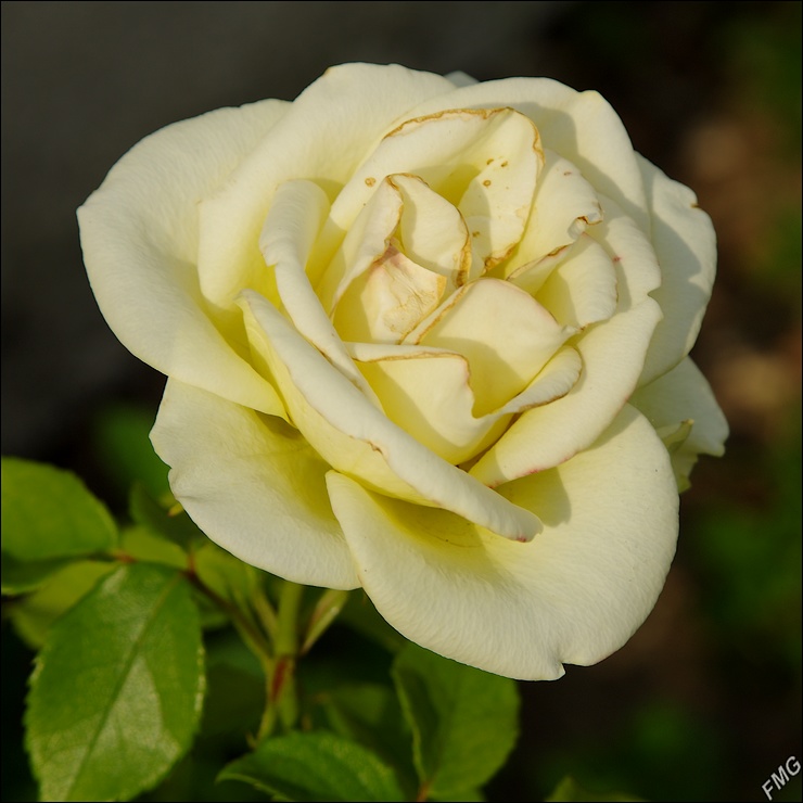 http://img110.xooimage.com/files/9/f/5/k5__1249_c_v-4c24df9.jpg