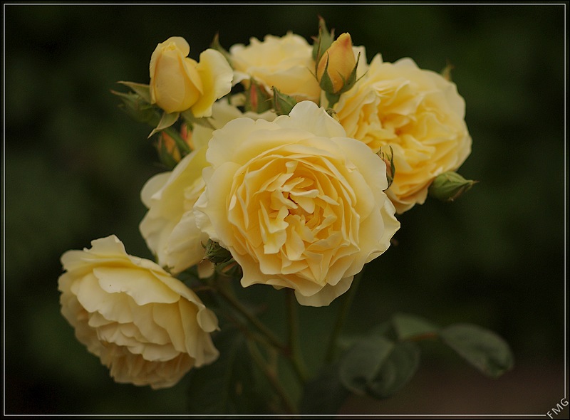http://img110.xooimage.com/files/9/f/a/imgp2608_c_v-4da230d.jpg