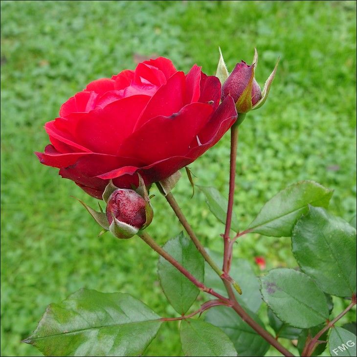 http://img110.xooimage.com/files/9/f/a/mxfg3751_k_v-4d35184.jpg