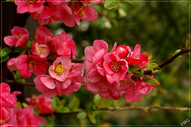 http://img110.xooimage.com/files/a/0/f/imgp8034j_v-4db11a2.jpg