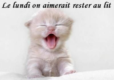 Mars bon ou méchant: ton boeuf à l'herbe, ton chien dedans - Page 16 13---chat---lundi-51ec407