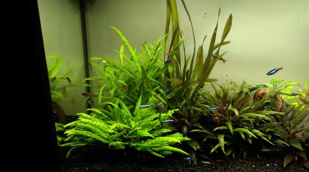 Mon nouveau aquarium Imag0020_1600x896-4d97bc4