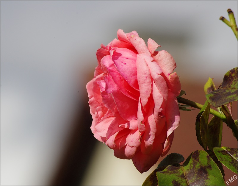 http://img110.xooimage.com/files/a/2/f/k5__2654_c_v-4cdd12a.jpg