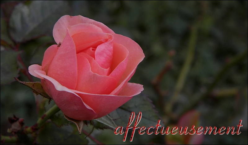 http://img110.xooimage.com/files/a/5/a/pc120245_e_v-4df6053.jpg