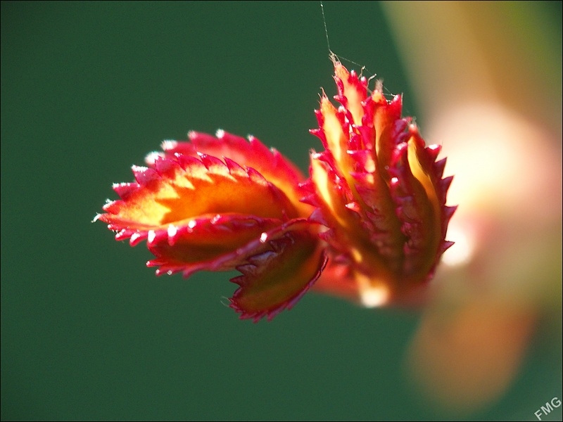 http://img110.xooimage.com/files/a/6/5/fgst0378_c_v-4e74901.jpg
