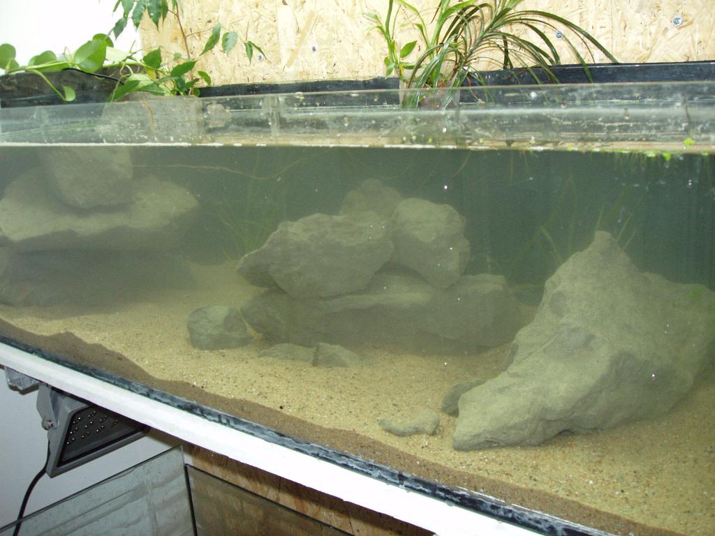 Cichlid-Room 2017 - Page 5 P1010017-46ee5a1
