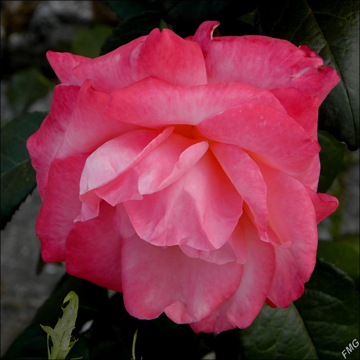 http://img110.xooimage.com/files/a/f/f/p7290081_d_v-4ce1811.jpg