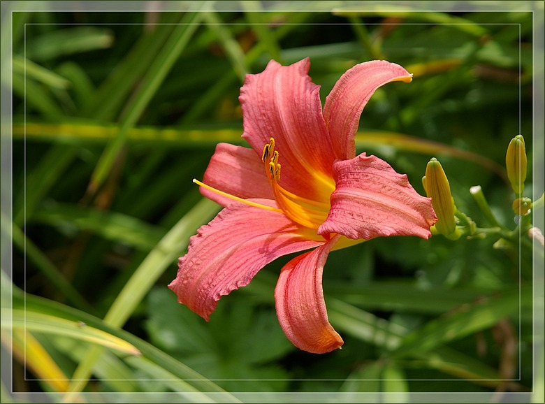 http://img110.xooimage.com/files/b/2/e/imgp7598_c_v-4e7a4a8.jpg