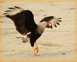 caracara
