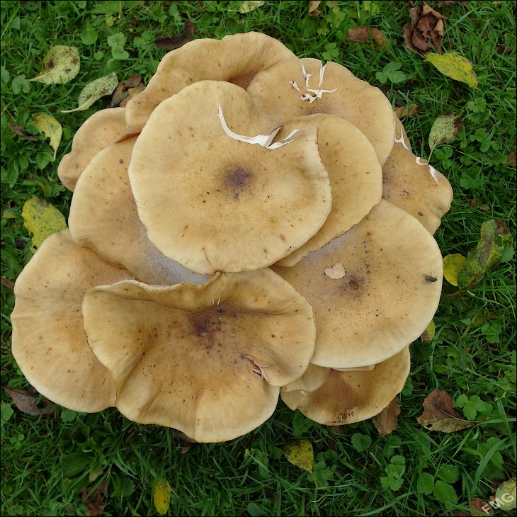 http://img110.xooimage.com/files/b/5/d/mxfg3742_k_v-4d34176.jpg