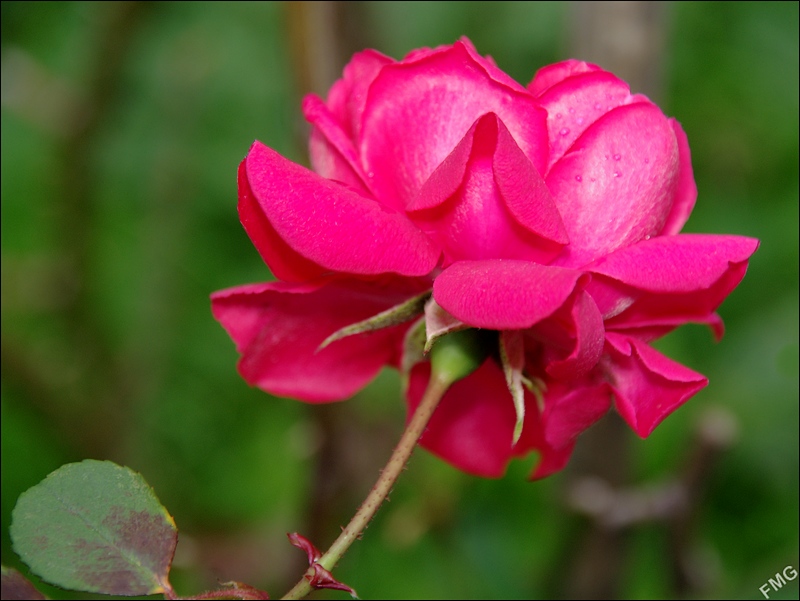 http://img110.xooimage.com/files/b/6/a/imgp9543_c_v-4d787e3.jpg