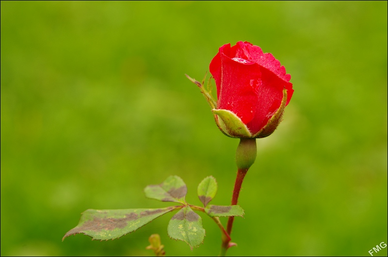 http://img110.xooimage.com/files/b/9/0/k5__3154_v-4d528b1.jpg