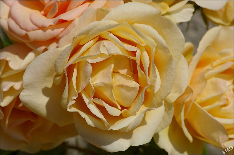 http://img110.xooimage.com/files/b/c/8/imgp4891_v-4bac7f6.jpg