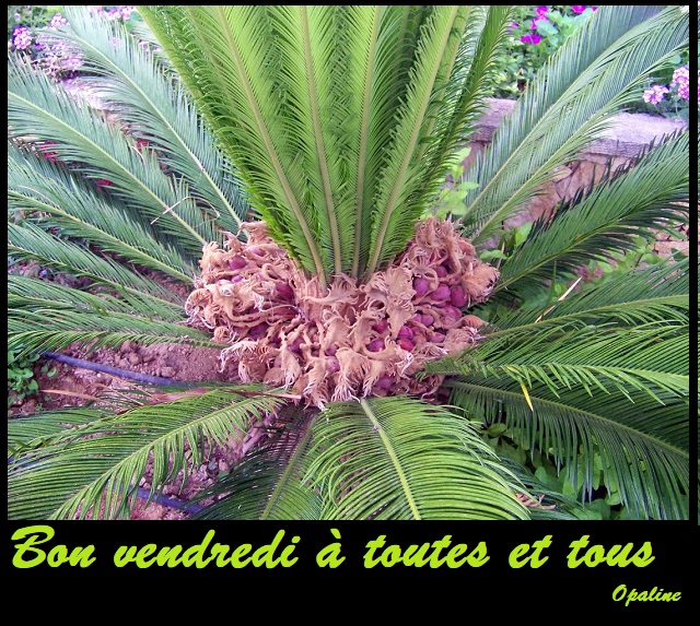 bonjour du mois de Février 2019 Vendredi-1-542c959