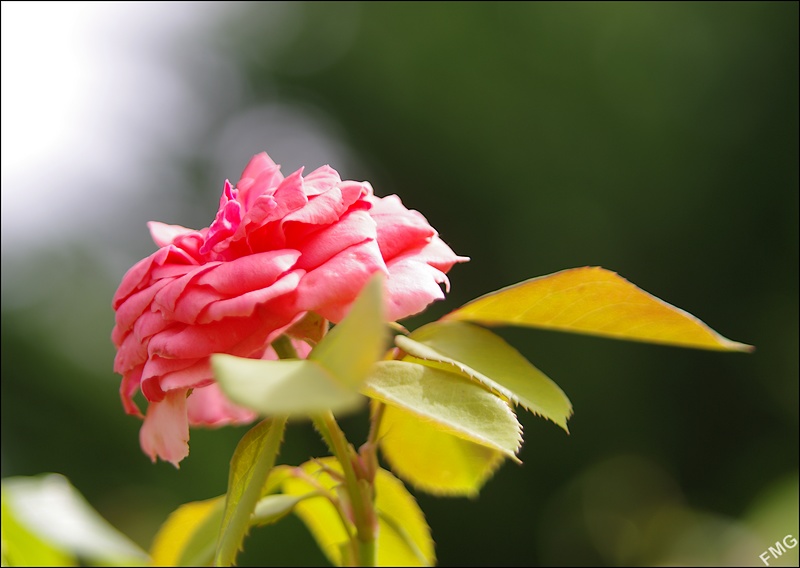 http://img110.xooimage.com/files/b/f/3/k5__1283_c_v-4c208f1.jpg