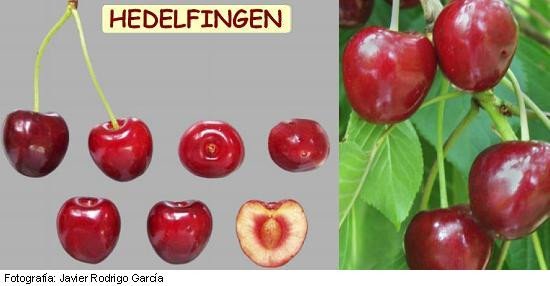 Cereza Hedelfingen Garrafal Gedelfingen