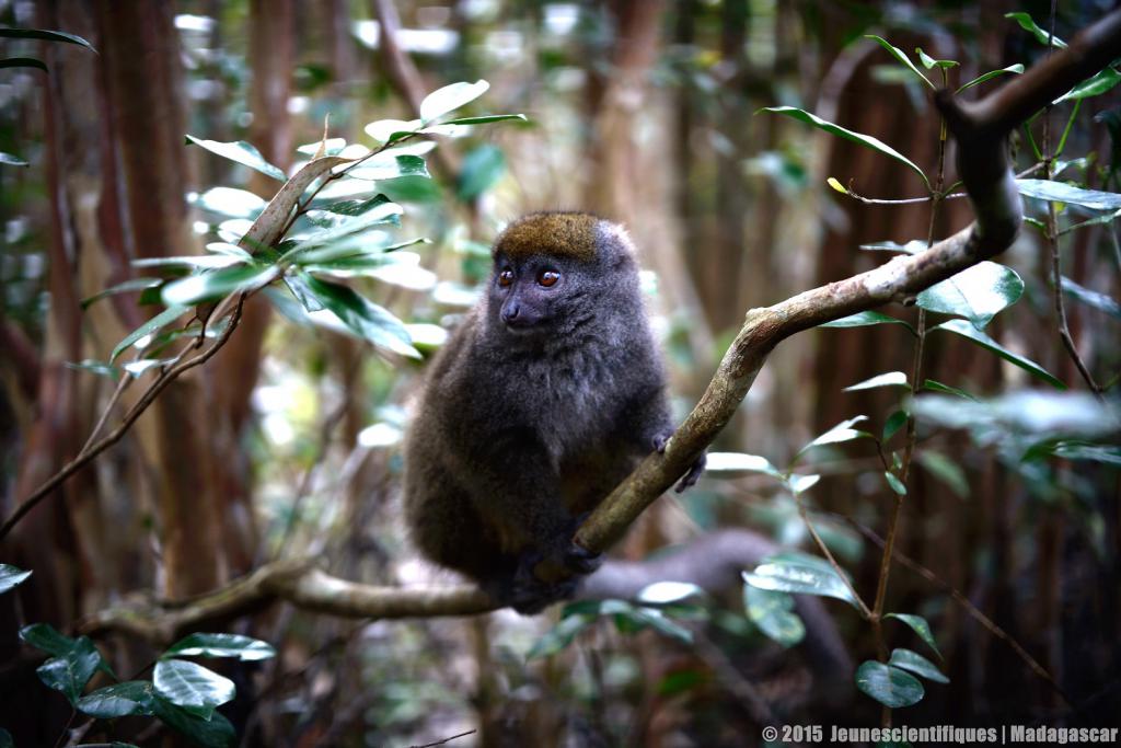Madagascar 2015 Dsc_8622_gf-4ce56f7