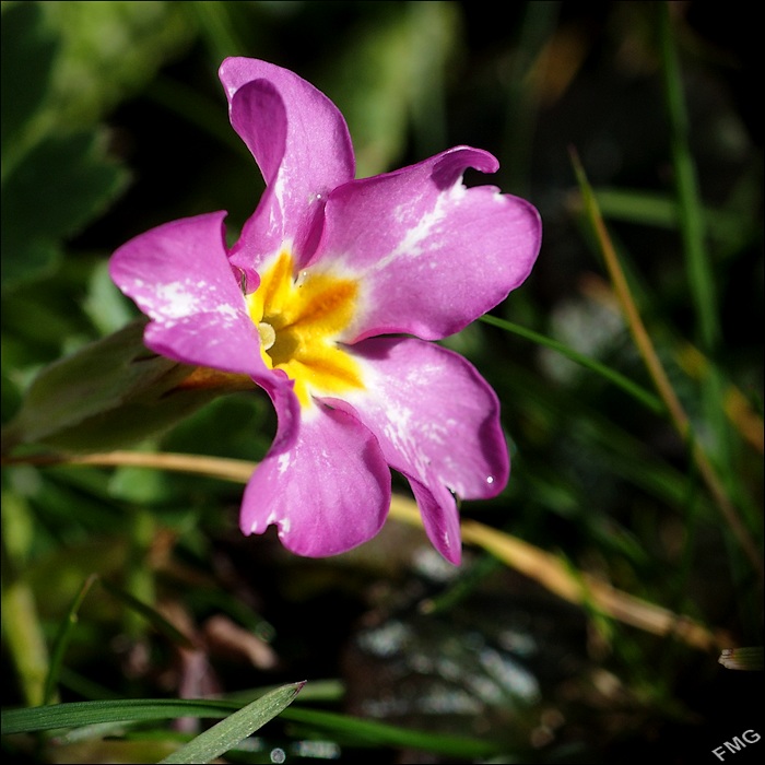 http://img110.xooimage.com/files/c/1/5/msfg0441_v-4e88b90.jpg