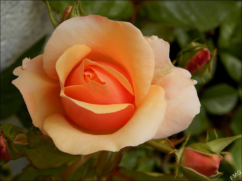 http://img110.xooimage.com/files/c/7/5/p5280200__v-4d513ed.jpg