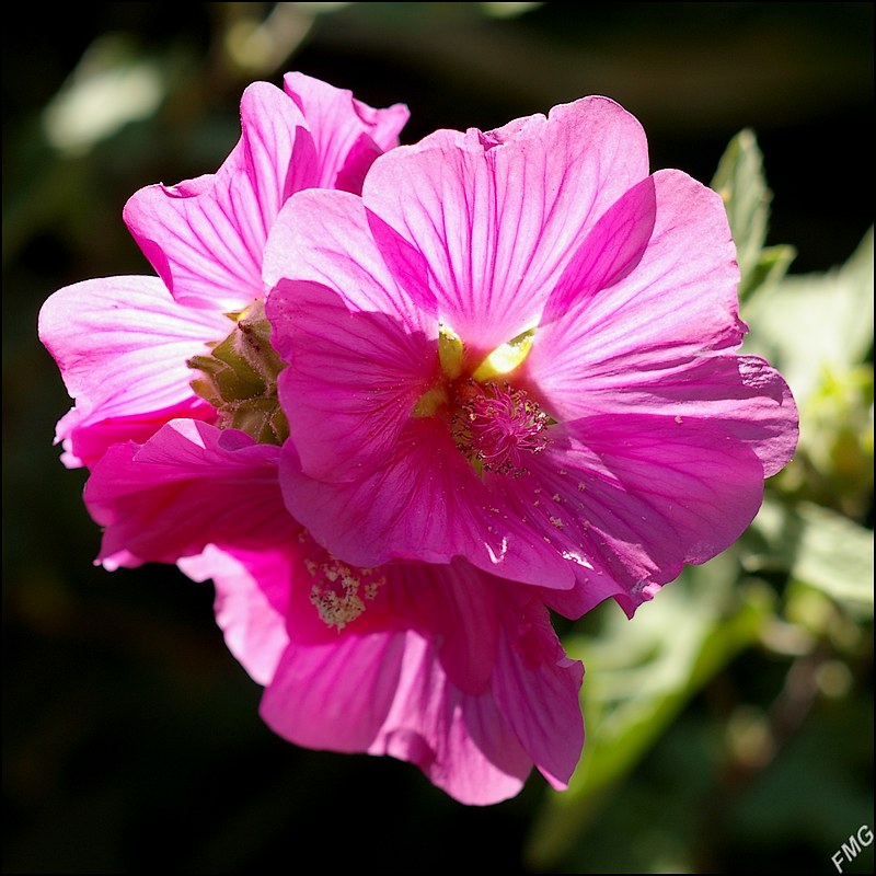 http://img110.xooimage.com/files/c/7/b/imgp4965_c_v-4bb4890.jpg