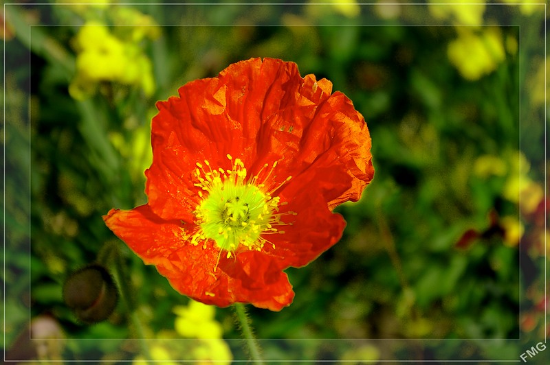 http://img110.xooimage.com/files/c/a/a/imgp3955m_v-4de230d.jpg
