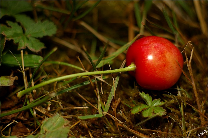 http://img110.xooimage.com/files/d/1/0/imgp5006_v-4bbedb0.jpg