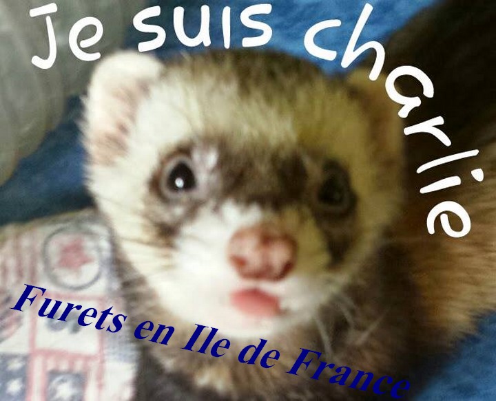 Rencontre furet ile de france