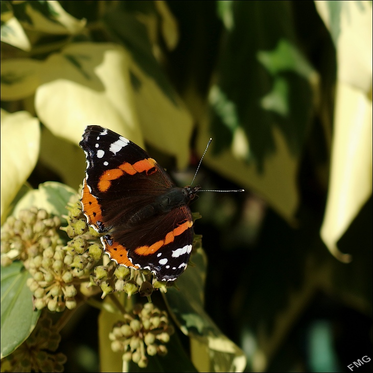 http://img110.xooimage.com/files/d/3/6/mxfg3971_k_v-4d4b229.jpg