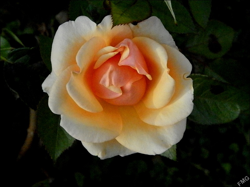 http://img110.xooimage.com/files/d/3/f/p6020250__v-4d513f1.jpg