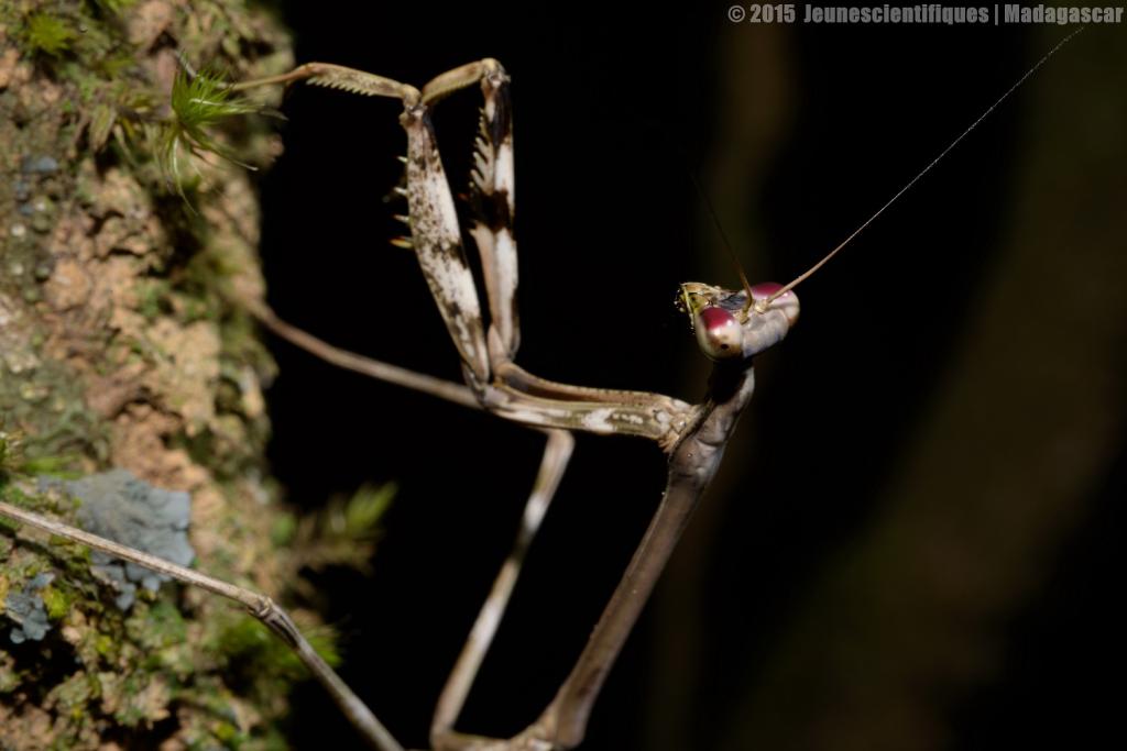 Madagascar 2015 Dsc_8909_gf-4ce5677