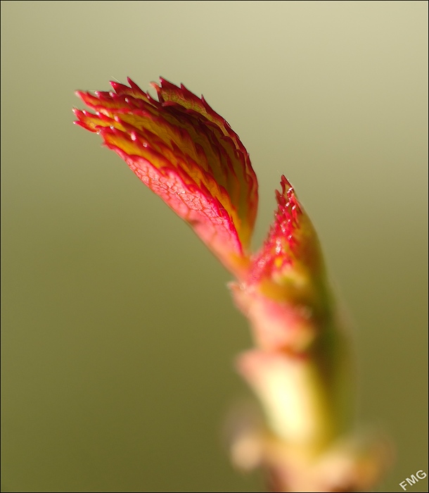 http://img110.xooimage.com/files/d/7/9/mxfg4611_cp_v-4e7ecf4.jpg