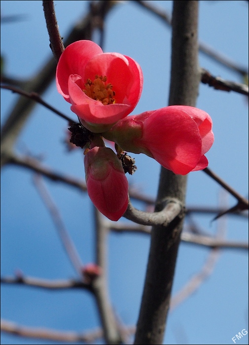 http://img110.xooimage.com/files/d/a/1/fgst0333_cp_v-4e72adf.jpg