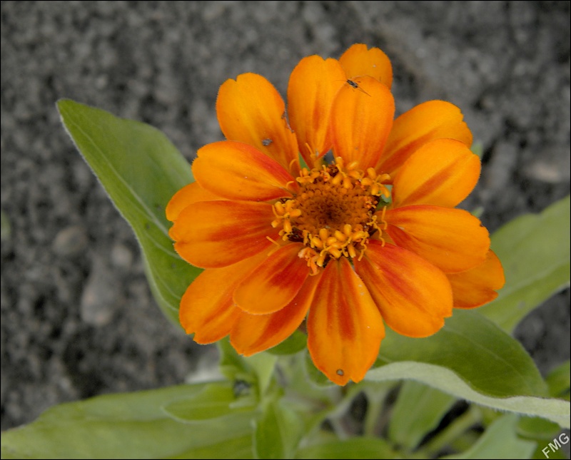 http://img110.xooimage.com/files/d/a/b/p6250301_d_v-4c2aae5.jpg