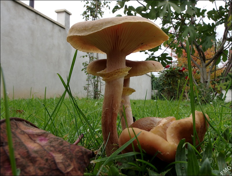 http://img110.xooimage.com/files/d/b/4/mxfg3640_c_v-4d26d20.jpg