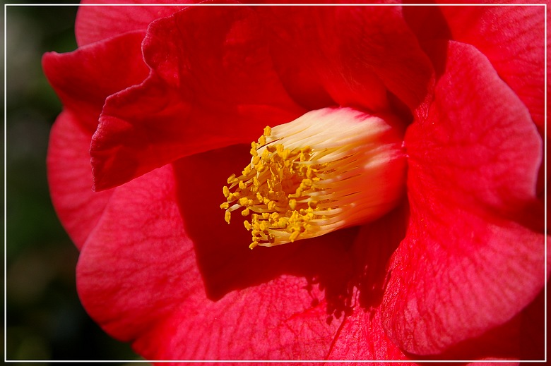 http://img110.xooimage.com/files/d/c/1/imgp1772_g_v-4e6b76e.jpg