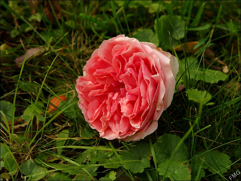 http://img110.xooimage.com/files/d/d/9/k5__3165_c_v-4d55fa0.jpg