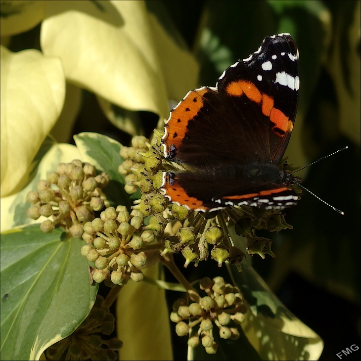 http://img110.xooimage.com/files/d/e/7/mxfg3968_ck_v-4d52c10.jpg