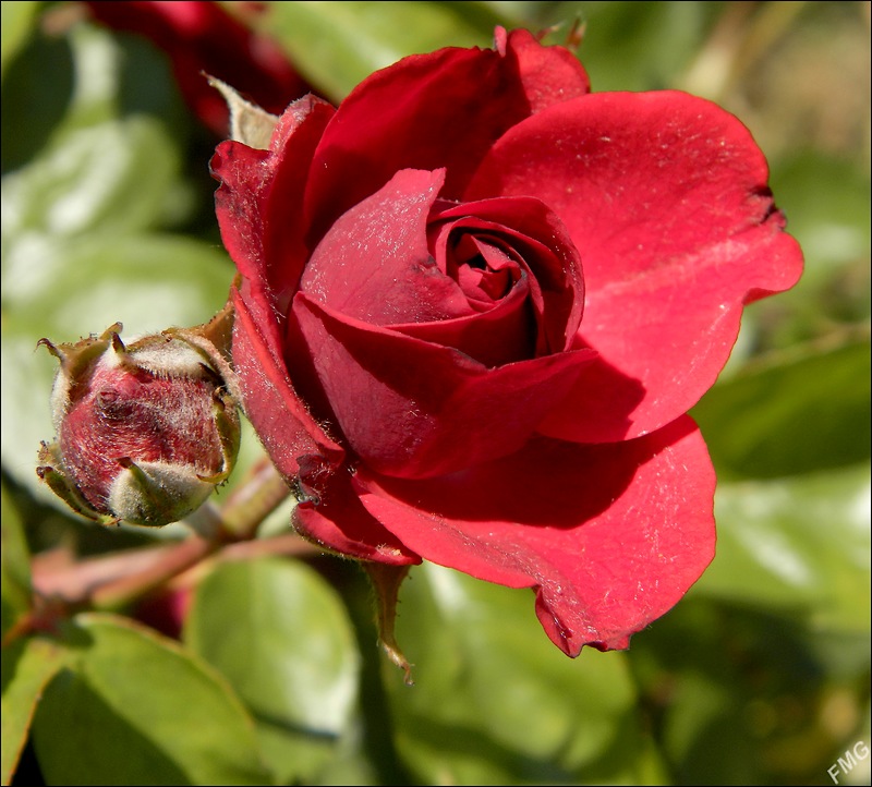 http://img110.xooimage.com/files/d/f/0/p6050273_d_v-4c2aadc.jpg