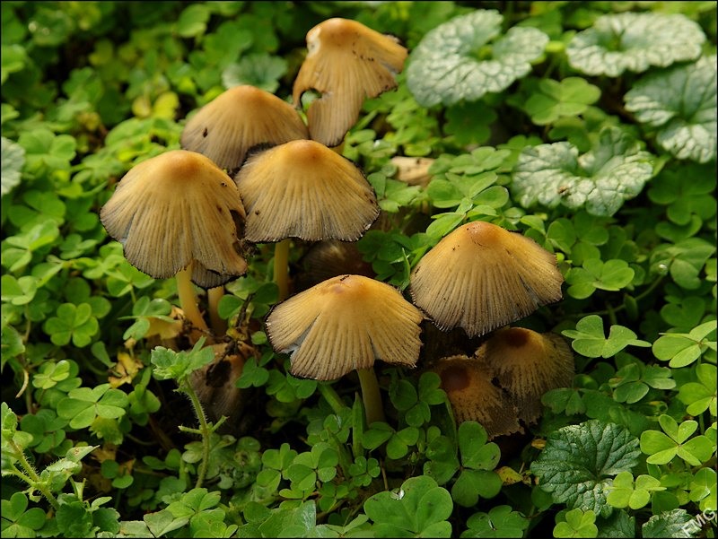 http://img110.xooimage.com/files/d/f/2/k5__3166_c_v-4d555a1.jpg