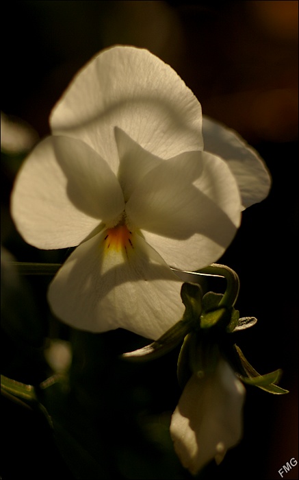 http://img110.xooimage.com/files/d/f/6/imgp8986_dp_v-4df3595.jpg