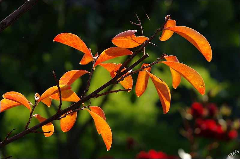 http://img110.xooimage.com/files/e/0/c/k5__2987_v-4d3e596.jpg