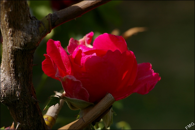 http://img110.xooimage.com/files/e/2/2/imgp4991_v-4bbca32.jpg