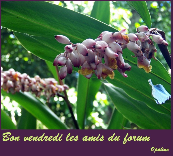 Les bonjour et bonne nuit du 1er janvier 2019 AU 1er Janvier 2020 Vendredi-5440b35