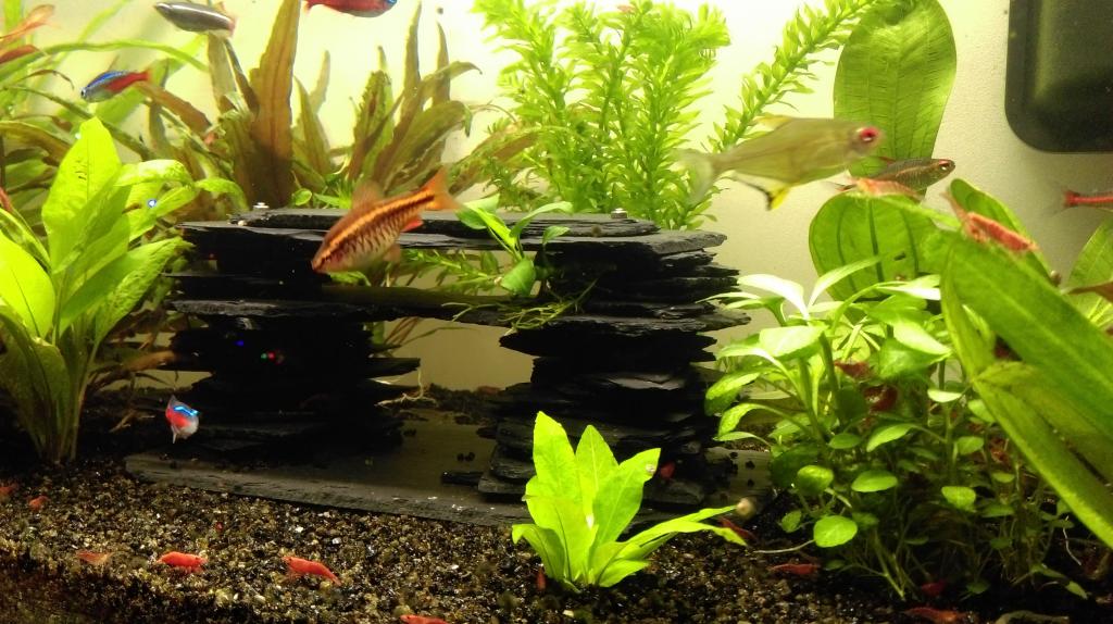 Mon nouveau aquarium Imag0036-min-4da33d2