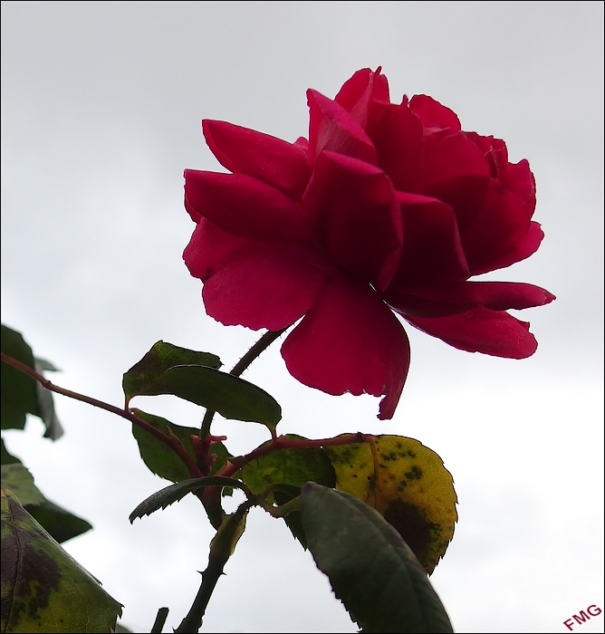 http://img110.xooimage.com/files/e/7/4/mxfg4247_dp_v-4e0026f.jpg