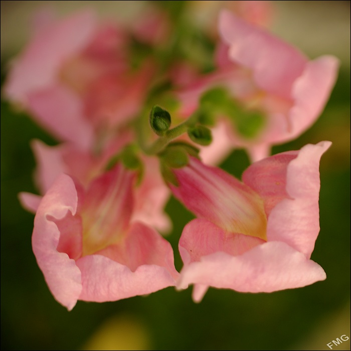 http://img110.xooimage.com/files/e/7/8/k5__3196_dk_v-4d64c77.jpg