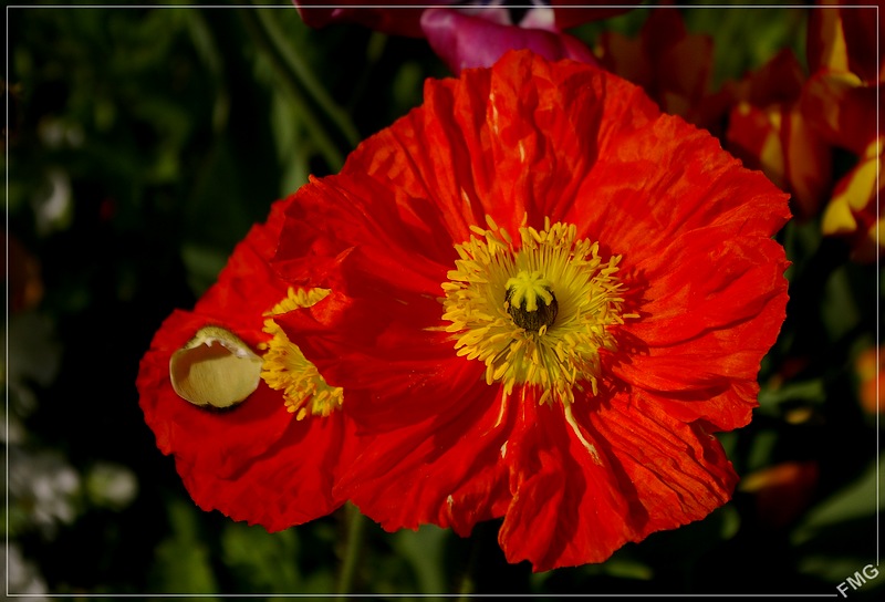 http://img110.xooimage.com/files/e/a/5/imgp3766m_c_v-4e6b478.jpg