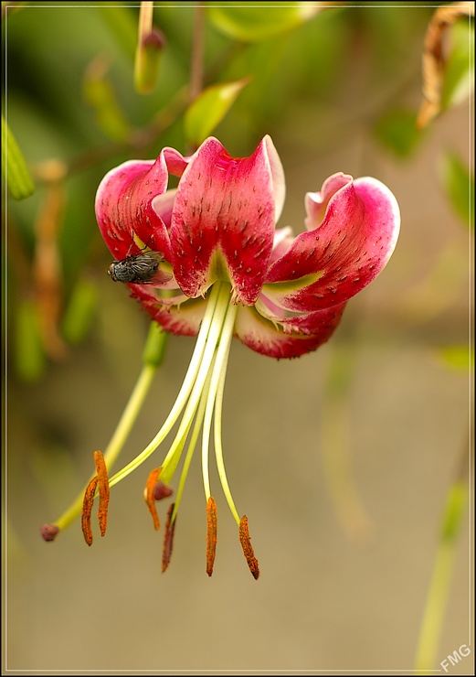 http://img110.xooimage.com/files/e/a/8/imgp9523_cp_v-4e9071d.jpg